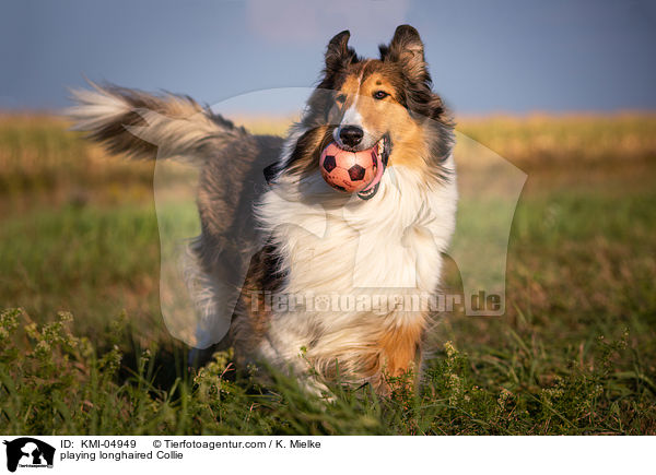 spielender Langhaarcollie / playing longhaired Collie / KMI-04949