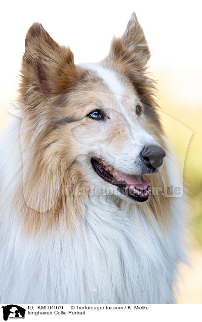 Langhaarcollie Portrait / longhaired Collie Portrait / KMI-04979