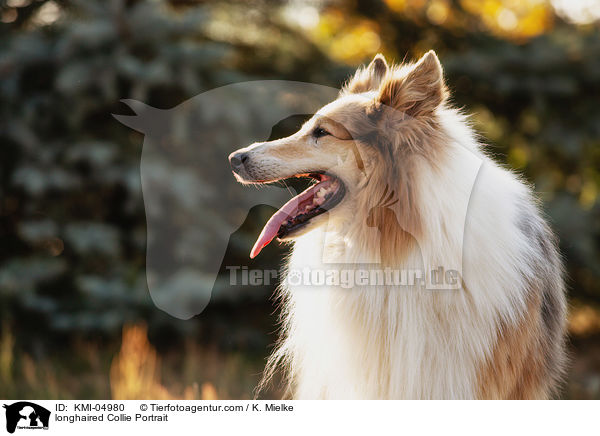 Langhaarcollie Portrait / longhaired Collie Portrait / KMI-04980