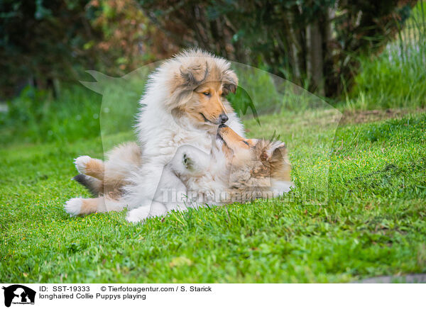 Langhaarcollie Welpen spielend / longhaired Collie Puppys playing / SST-19333