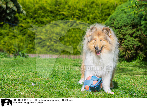 stehender Langhaarcollie / standing longhaired Collie / SST-19345