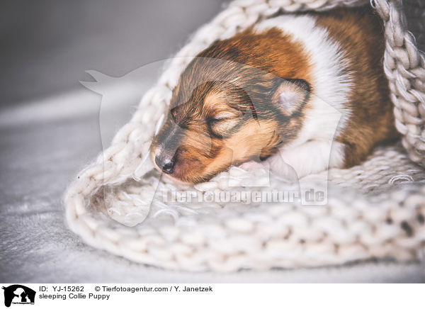 schlafender Collie Welpe / sleeping Collie Puppy / YJ-15262