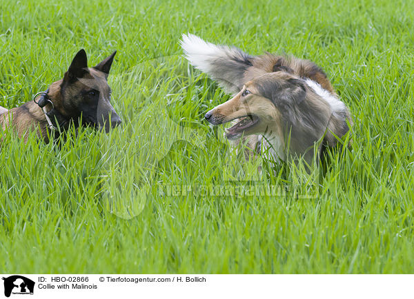 Collie mit Malinois / Collie with Malinois / HBO-02866