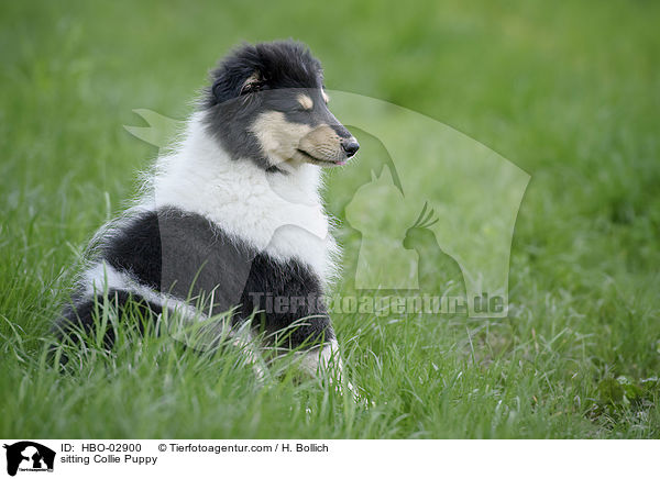 sitzender Collie Welpe / sitting Collie Puppy / HBO-02900