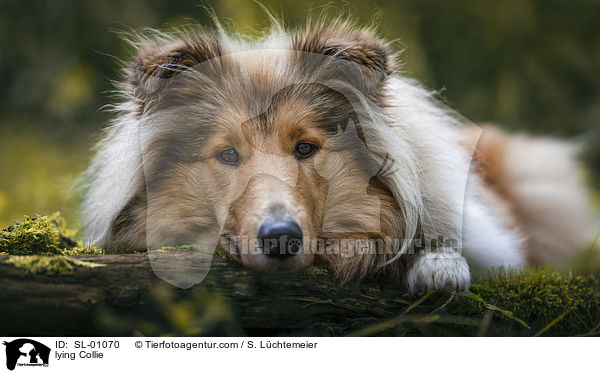 liegender Collie / lying Collie / SL-01070