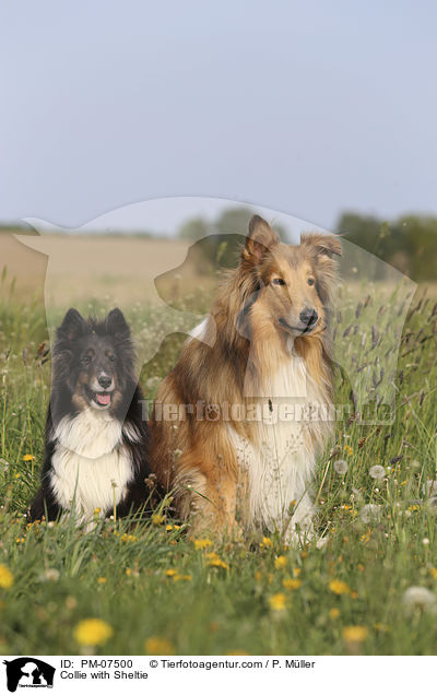 Collie mit Sheltie / Collie with Sheltie / PM-07500