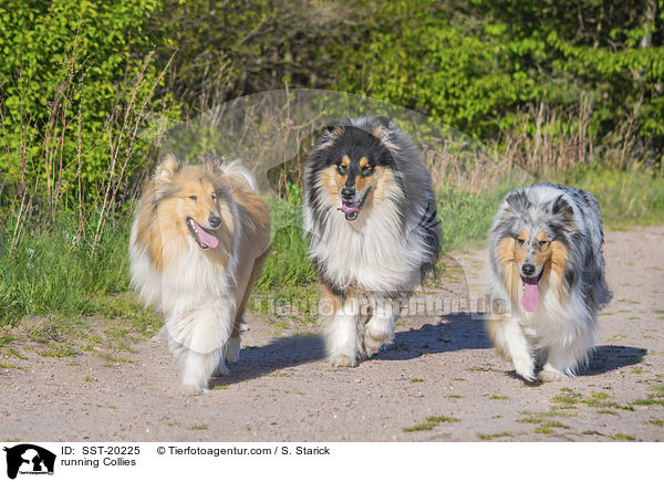 rennende Collies / running Collies / SST-20225