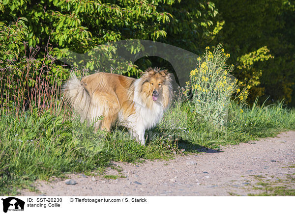 stehender Collie / standing Collie / SST-20230