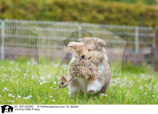 rennender Collie Welpe / running Collie Puppy / SST-20383