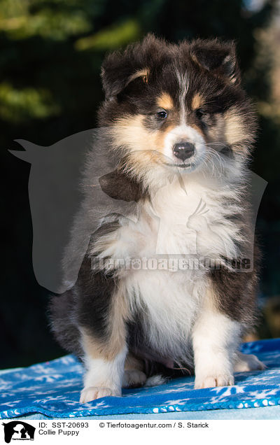 Collie Welpe / Collie Puppy / SST-20693