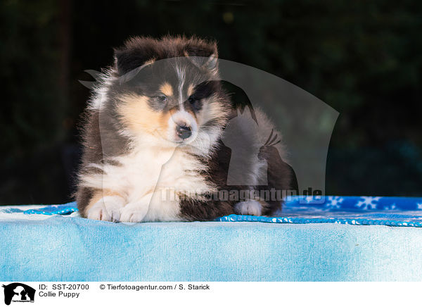 Collie Welpe / Collie Puppy / SST-20700