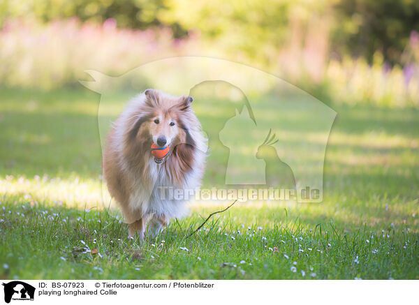 spielender Langhaarcollie / playing longhaired Collie / BS-07923