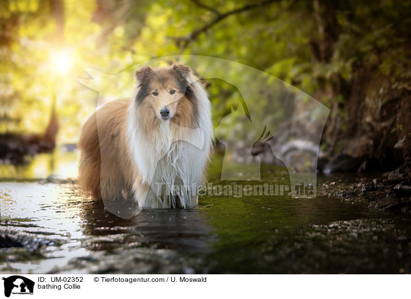 badender Collie / bathing Collie / UM-02352