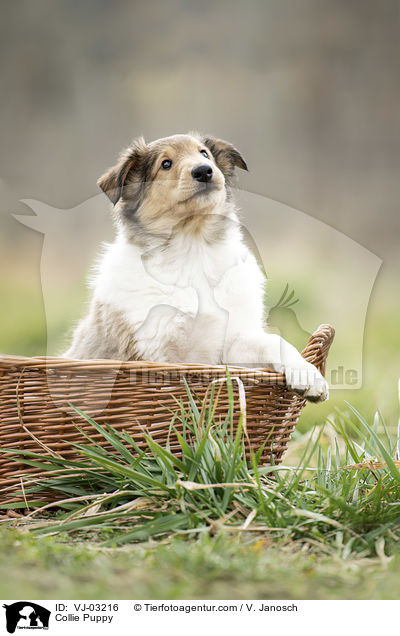 Collie Welpe / Collie Puppy / VJ-03216