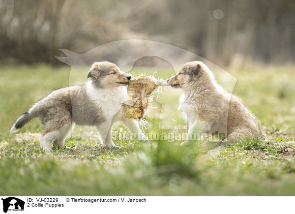 2 Collie Welpen / 2 Collie Puppies / VJ-03229