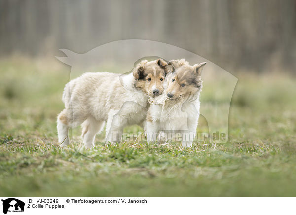 2 Collie Welpen / 2 Collie Puppies / VJ-03249