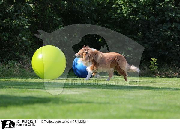 rennender Collie / running Collie / PM-08218