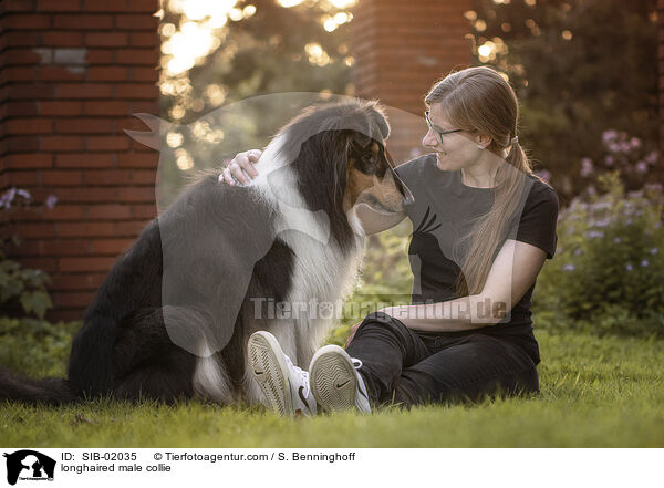 Langhaarcollie Rde / longhaired male collie / SIB-02035