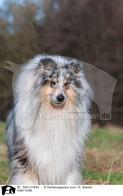 Collie Rde / male Collie / SST-21640