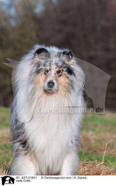 Collie Rde / male Collie / SST-21641