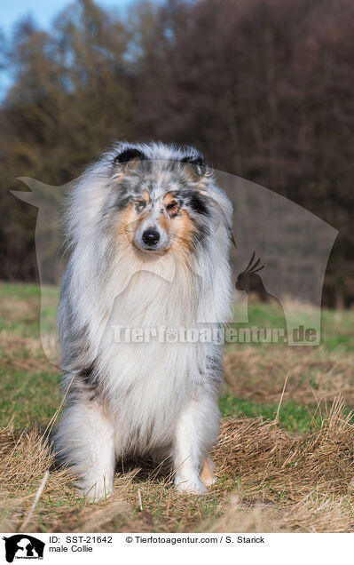 Collie Rde / male Collie / SST-21642