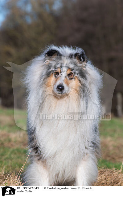 Collie Rde / male Collie / SST-21643