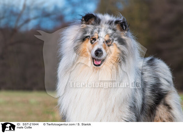 Collie Rde / male Collie / SST-21644