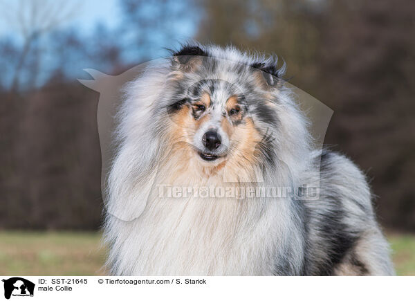 Collie Rde / male Collie / SST-21645