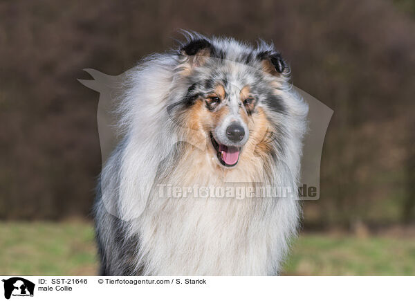 Collie Rde / male Collie / SST-21646