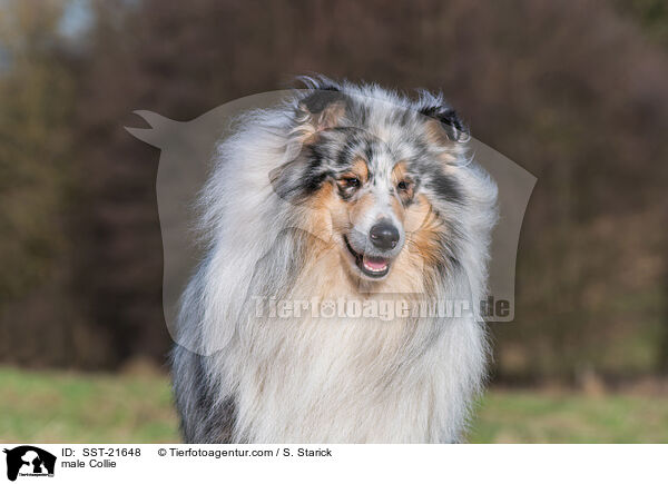 Collie Rde / male Collie / SST-21648