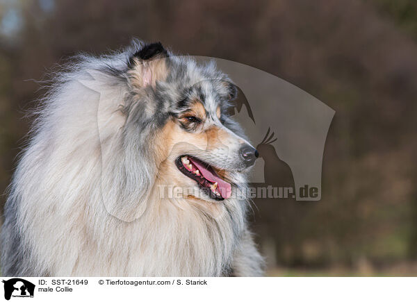Collie Rde / male Collie / SST-21649
