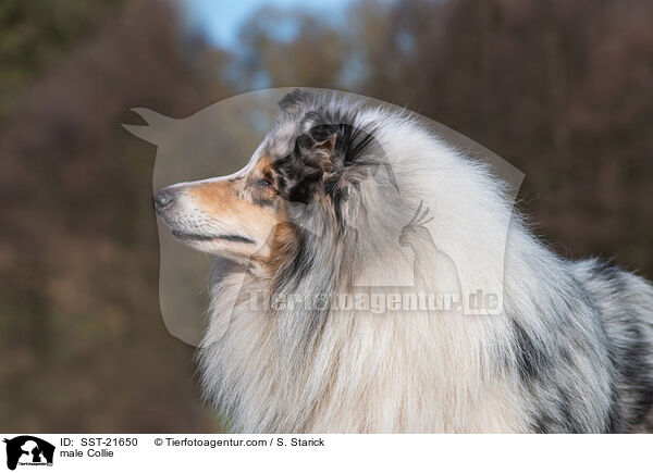 Collie Rde / male Collie / SST-21650