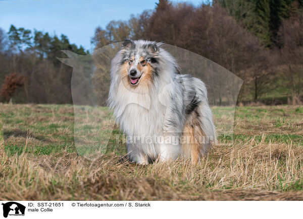 Collie Rde / male Collie / SST-21651