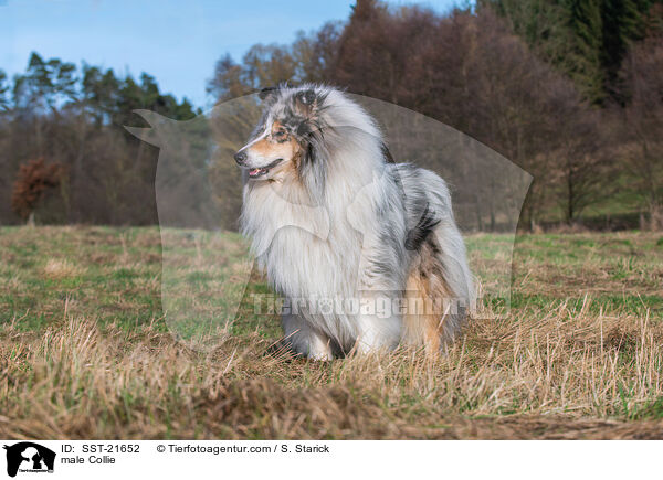 Collie Rde / male Collie / SST-21652