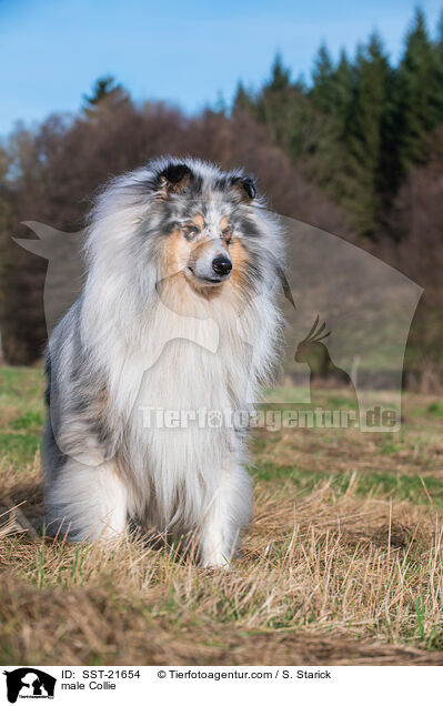 Collie Rde / male Collie / SST-21654
