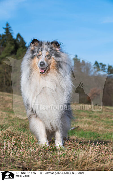 Collie Rde / male Collie / SST-21655