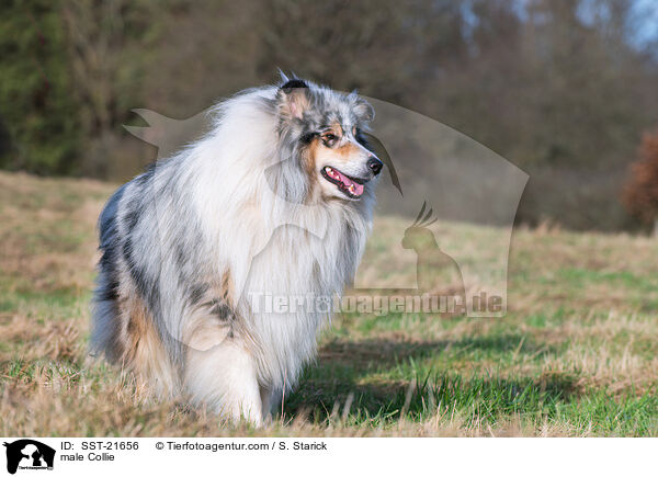 Collie Rde / male Collie / SST-21656
