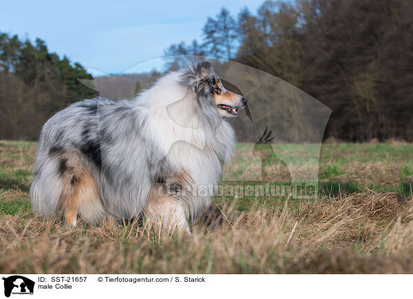 Collie Rde / male Collie / SST-21657