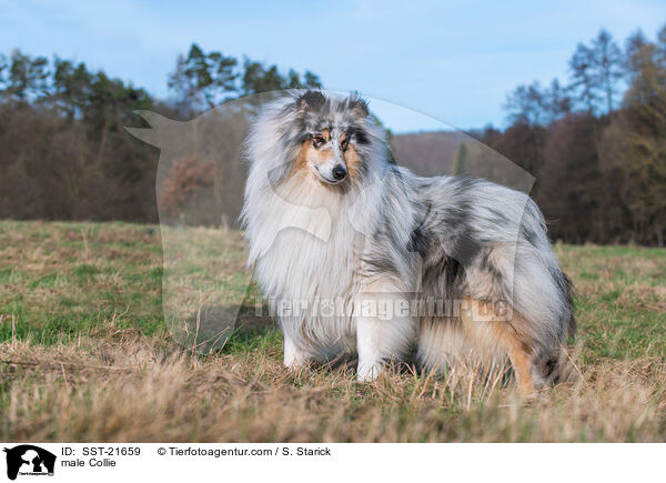 Collie Rde / male Collie / SST-21659
