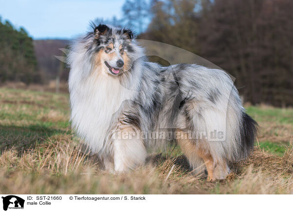 Collie Rde / male Collie / SST-21660