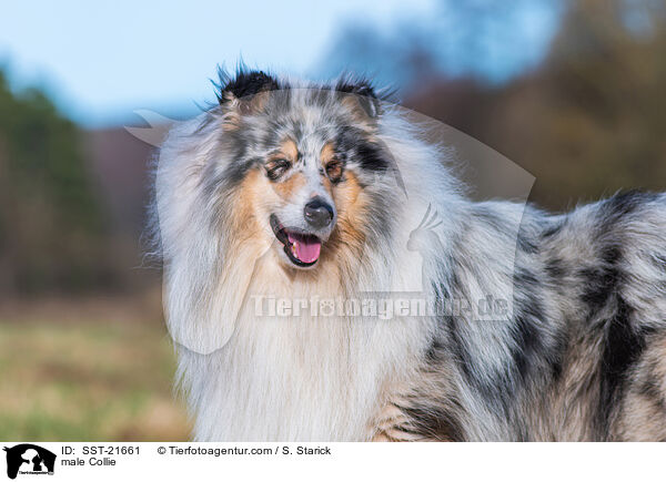 Collie Rde / male Collie / SST-21661