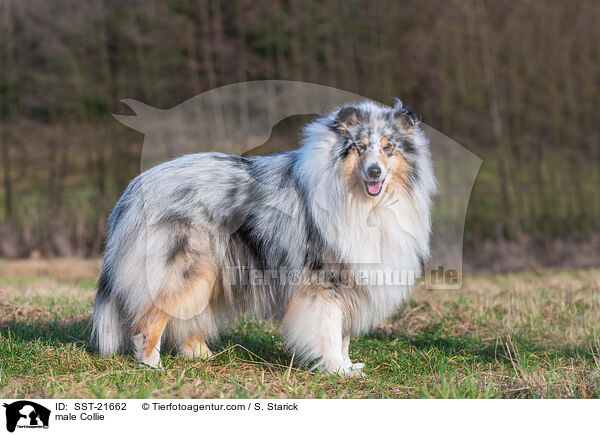 Collie Rde / male Collie / SST-21662
