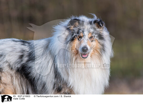 Collie Rde / male Collie / SST-21663