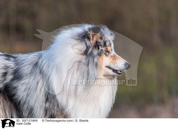 Collie Rde / male Collie / SST-21664
