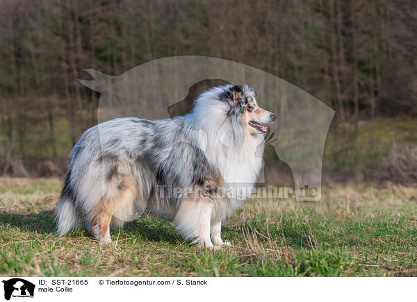 Collie Rde / male Collie / SST-21665