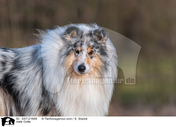 Collie Rde / male Collie / SST-21666