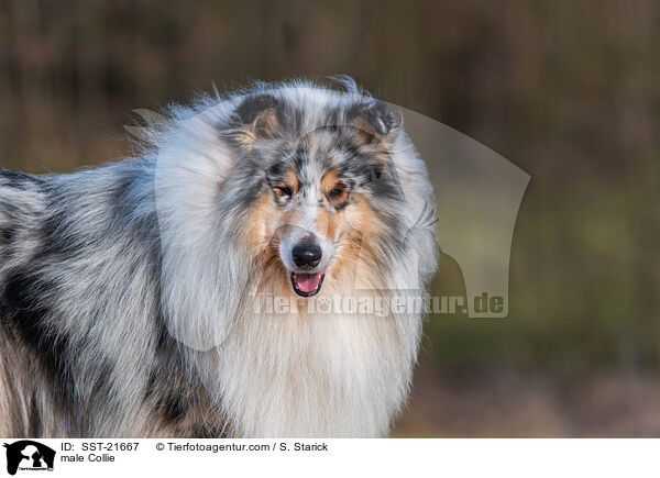 Collie Rde / male Collie / SST-21667