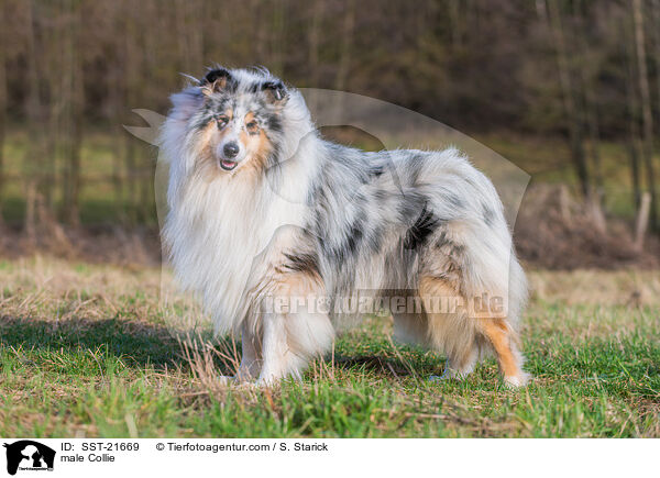 Collie Rde / male Collie / SST-21669