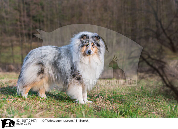 Collie Rde / male Collie / SST-21671