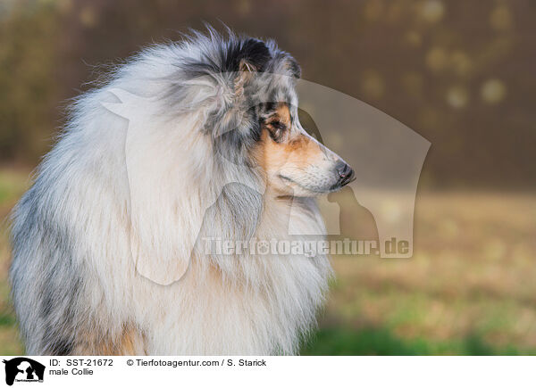 Collie Rde / male Collie / SST-21672